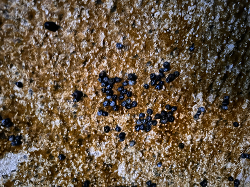 Echinolittorina hawaiiensis observed 2026-06-26