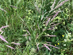 Bromus erectus