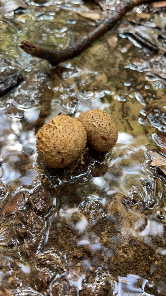 Two Common Earthballs among wet leaves beside moving water