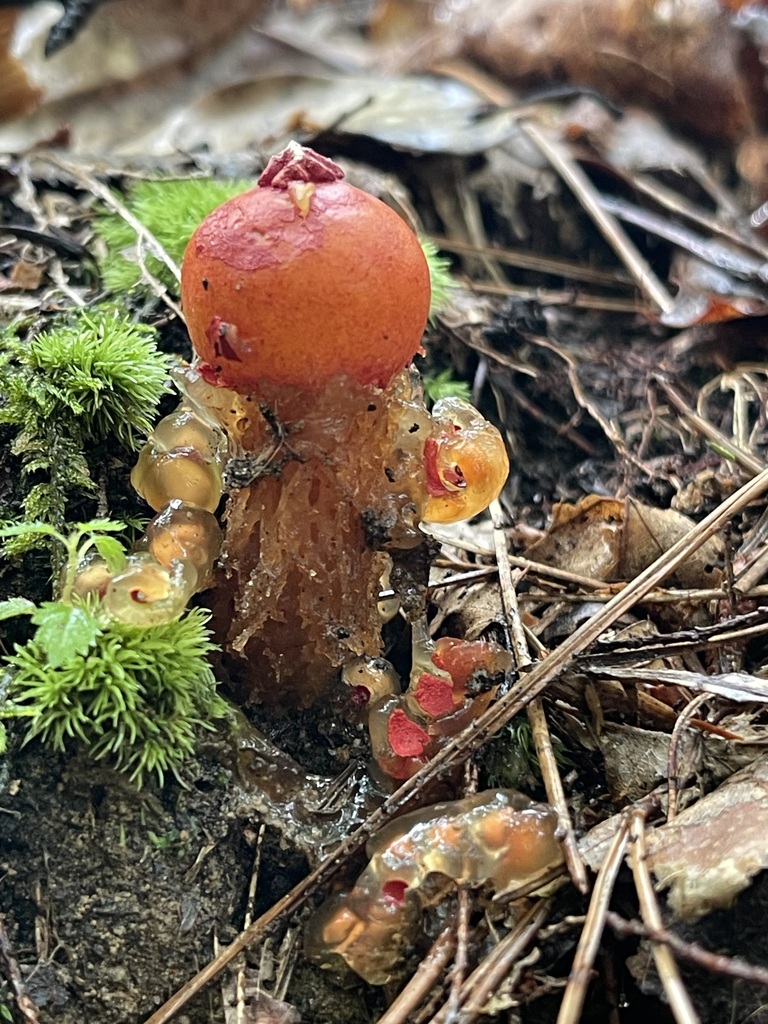 Stalked Puffball-in-Aspic — tall stalked form with amber lobes