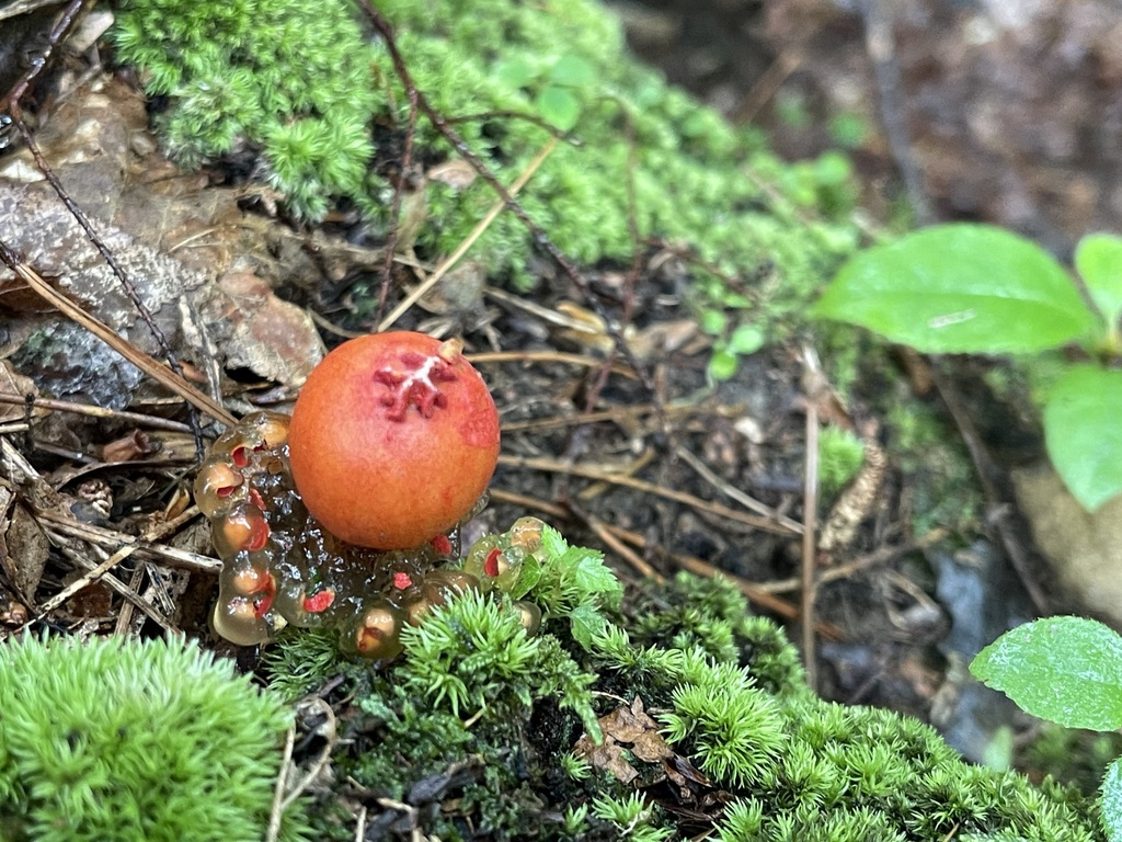 Red Stalked Puffball-in-Aspic among moss and wet litter