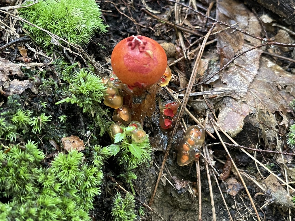 Side view of a stalked puffball-in-aspic showing clear jelly around its base