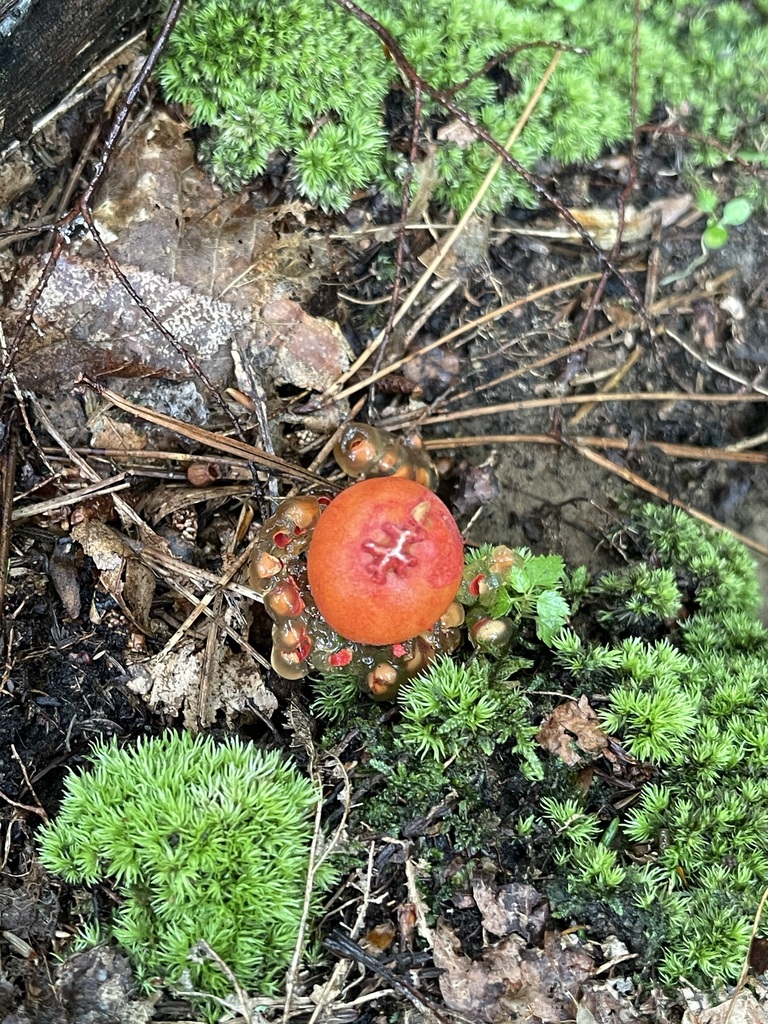 Overhead view of stalked puffball-in-aspic among moss and wet forest litter