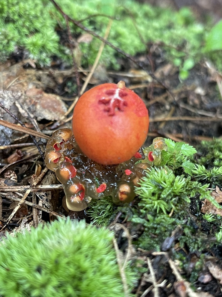 Close view of the red spore sac and translucent gelatinous covering