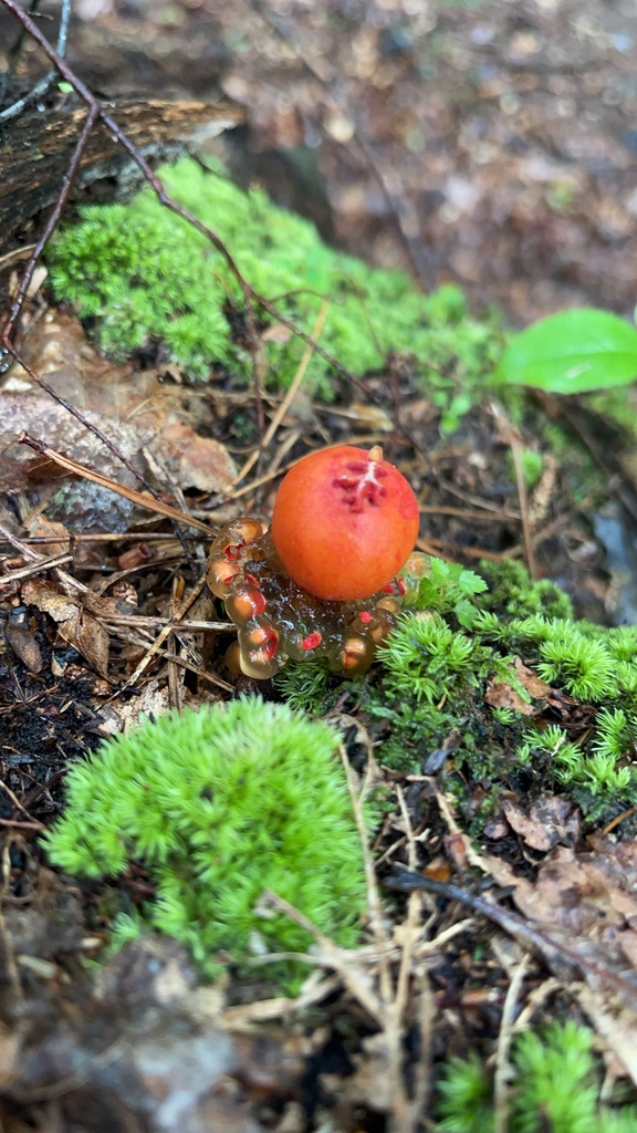 Wider mossy forest-floor context around a stalked puffball-in-aspic