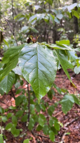 Stewartia ovata, photograph 2