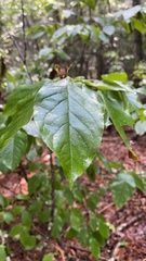 Stewartia ovata, photograph (c) Rachel Stepek, some rights reserved (CC BY)
