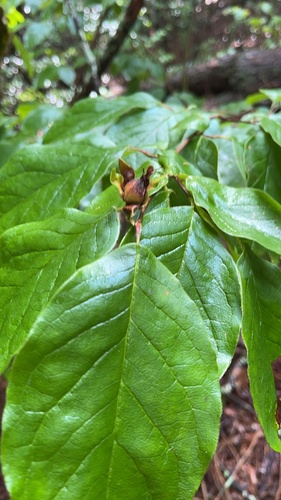 Stewartia ovata, 2026-08-01
