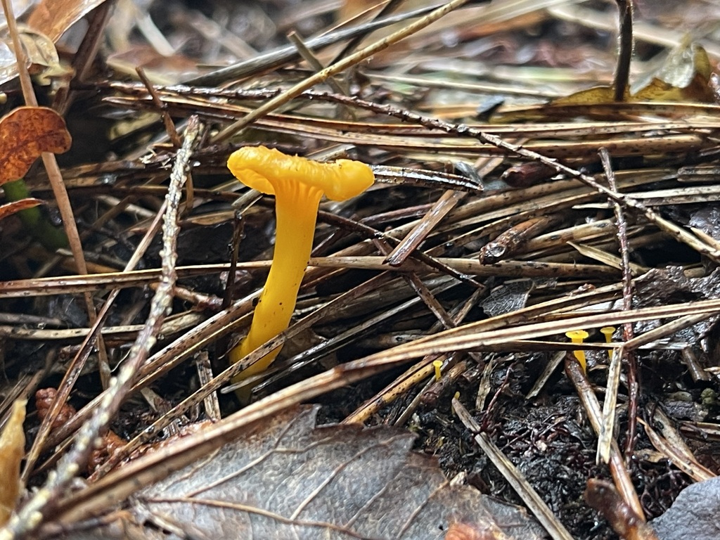 Tiny yellow chanterelles among moss and wet leaves