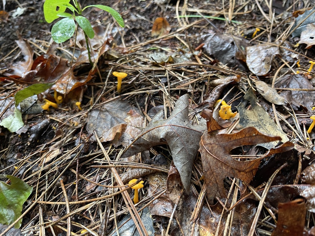 Several small yellow chanterelles scattered through pine needles and leaf litter