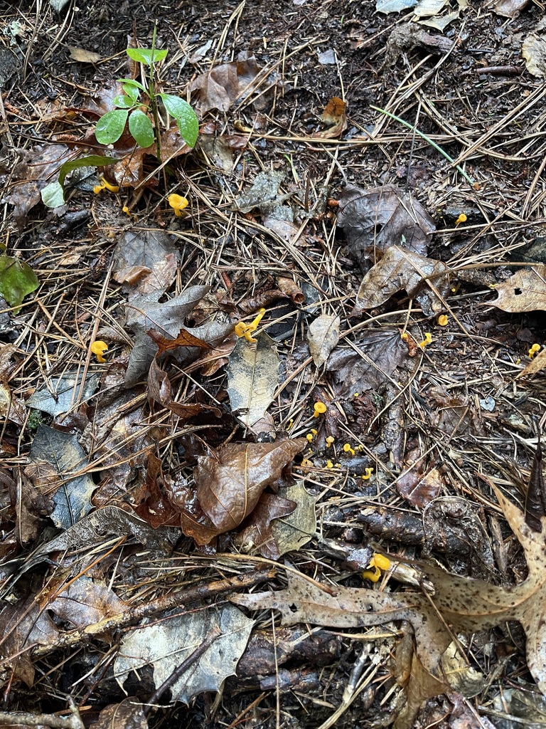 Wider forest-floor view showing small yellow chanterelles among wet leaves