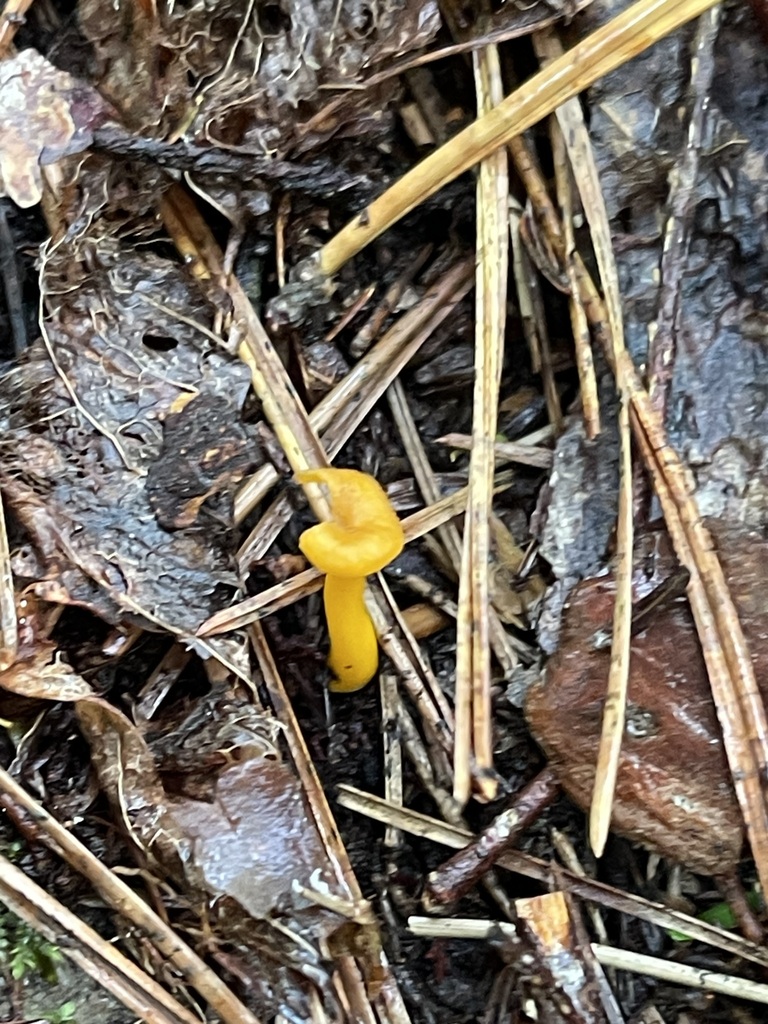 Small yellow chanterelle beside wet moss and dark leaf litter