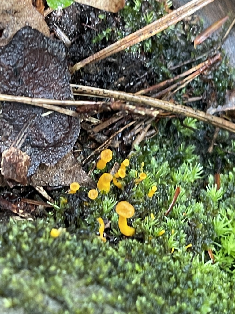Cluster of small yellow chanterelles rising through bright green moss