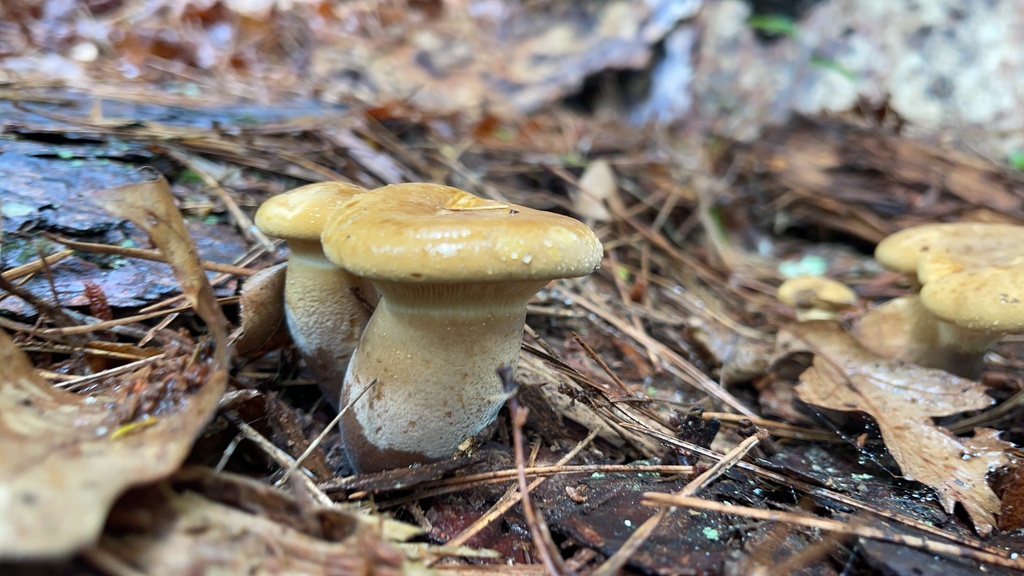 Broad brown Velvet-Footed Tap mushroom attached to decaying wood