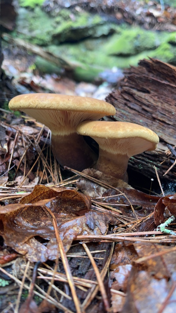 Underside view of pale gills descending toward the dark stalk