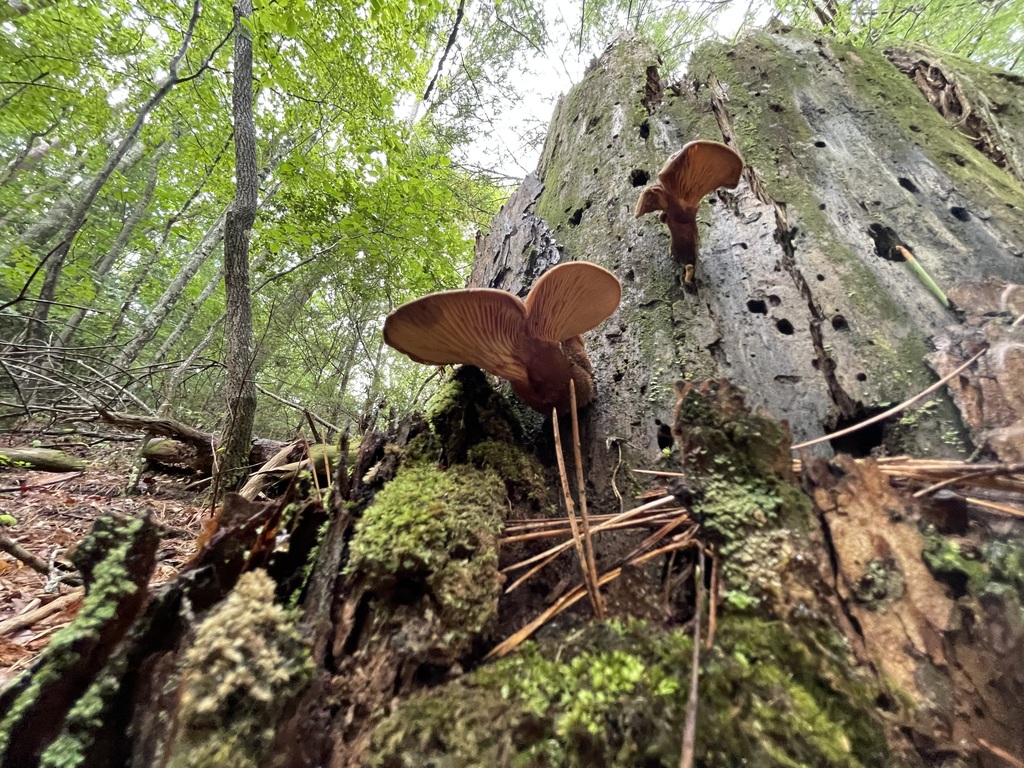 Close view of gills and the point where the fungus meets decaying wood