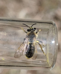 Andrena rugosa