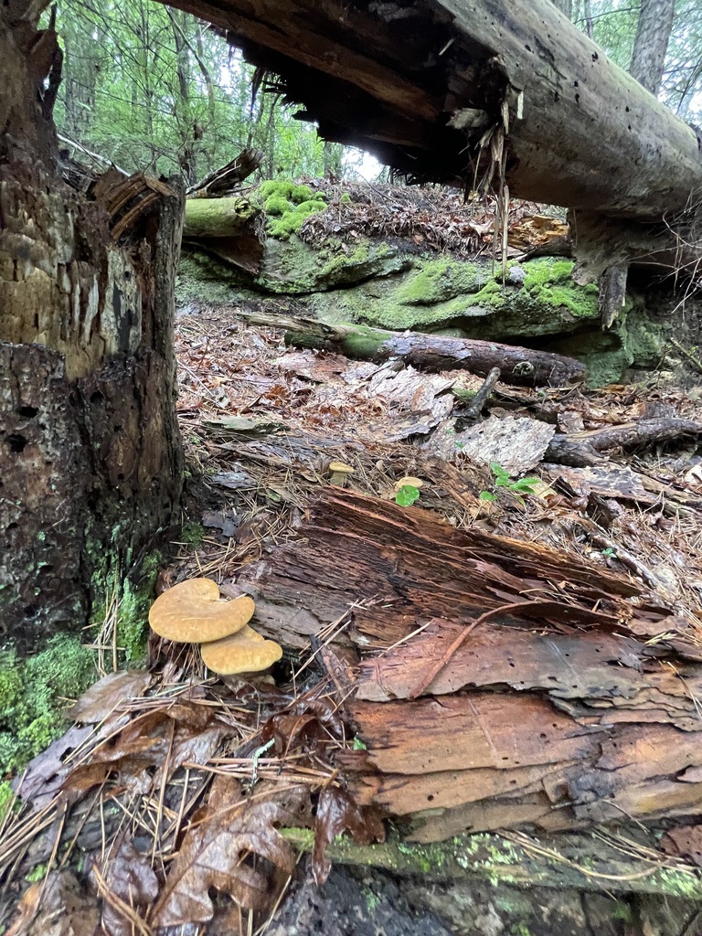 Whole Velvet-Footed Tap rising beside tree roots and fallen wood