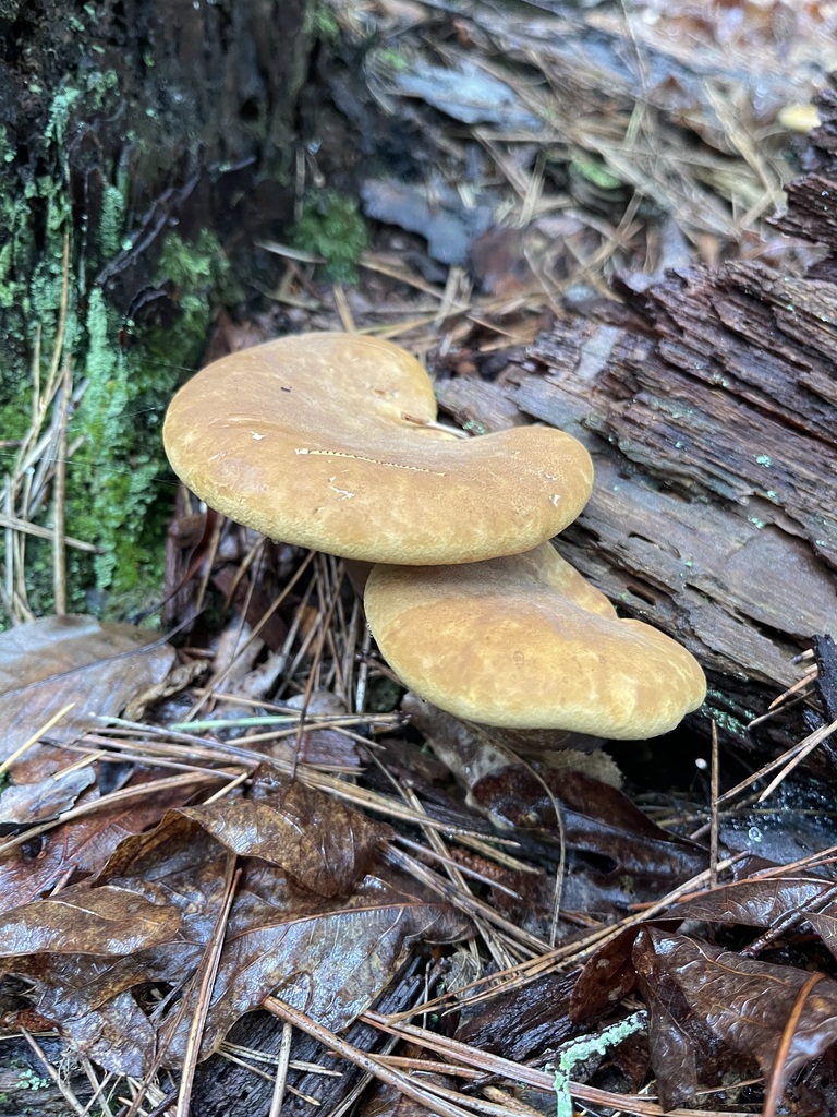 Vertical view placing the mushroom against its forest setting