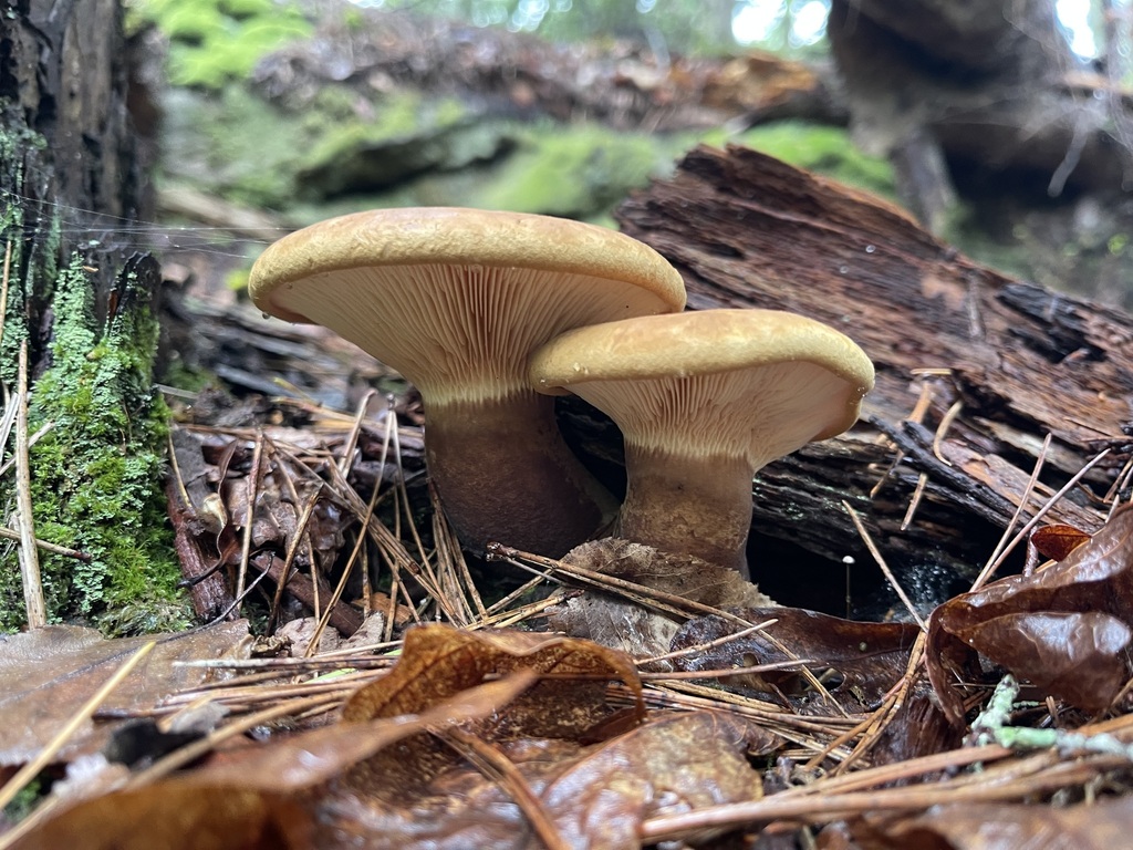 Closer upper view of the brown cap surface