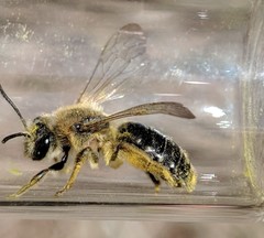 Andrena rugosa