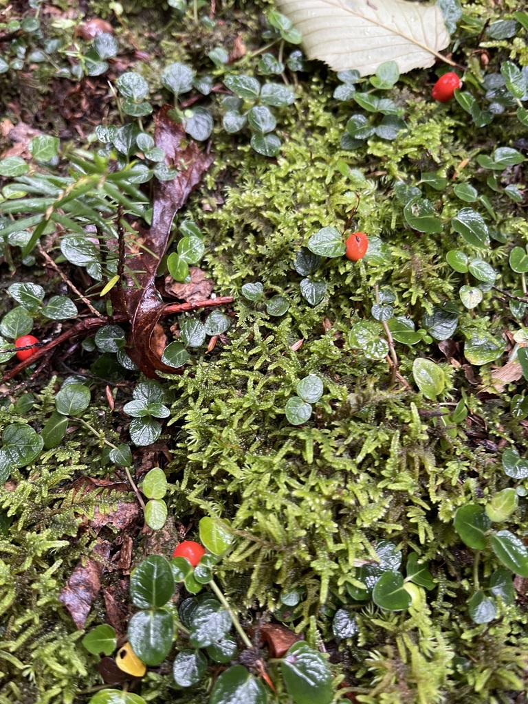 Red Partridgeberry fruit among glossy leaves and wet moss