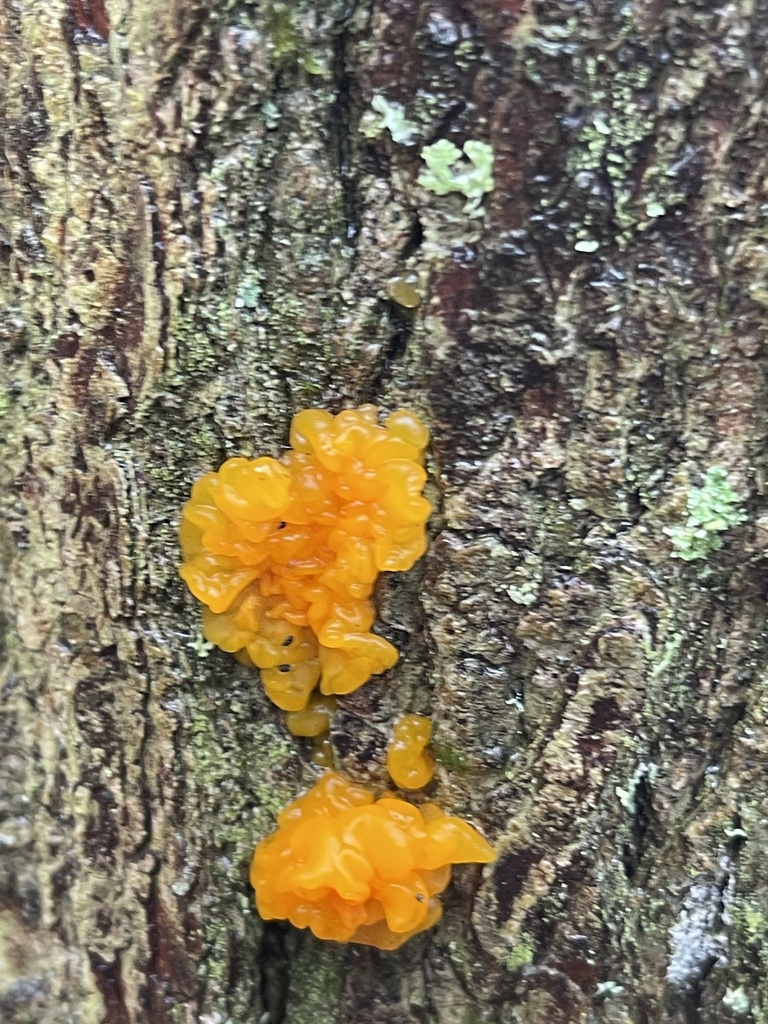 Bright orange Orange Jelly Spot fungus on dark wet wood