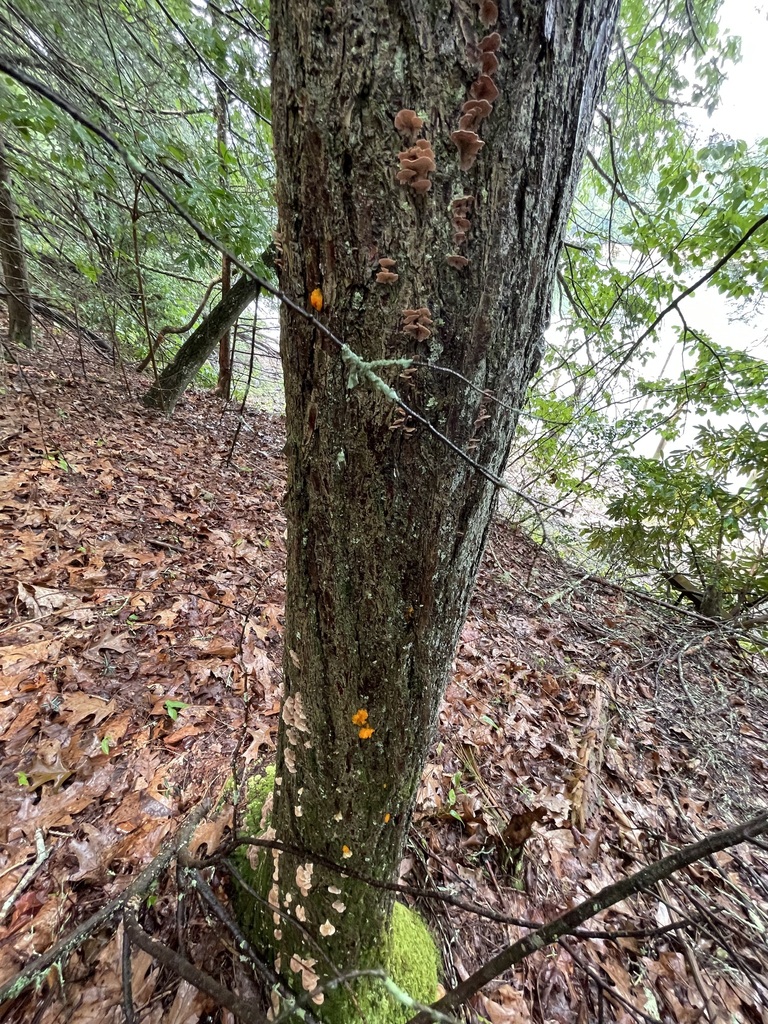 Whole tree bearing Orange Jelly Spot fungus