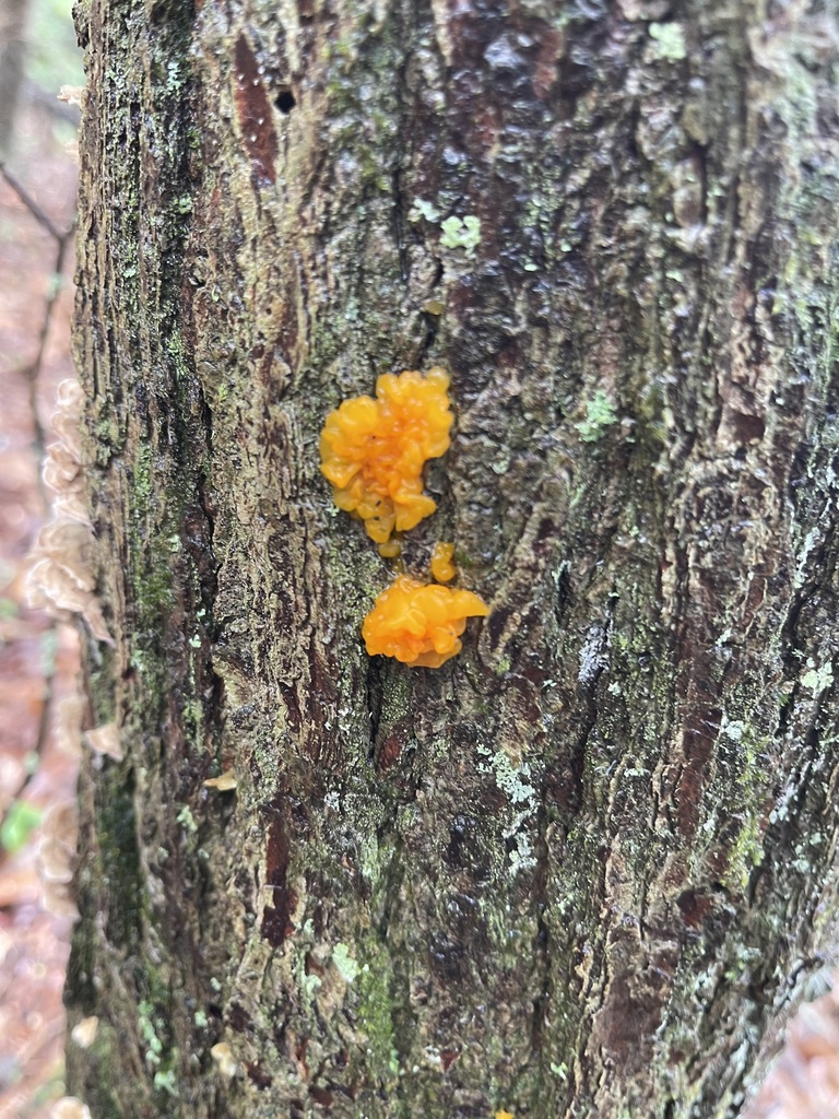 Orange Jelly Spot patches spaced along the trunk