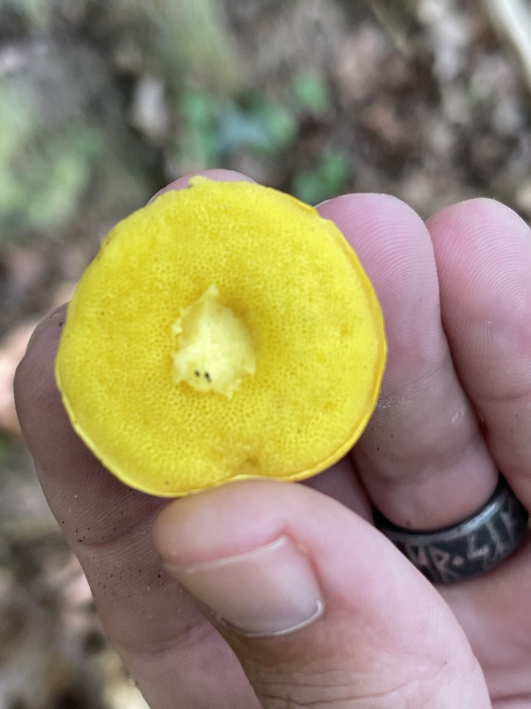 Direct close view of the bright yellow pore surface beneath a shaggy-stalked bolete cap