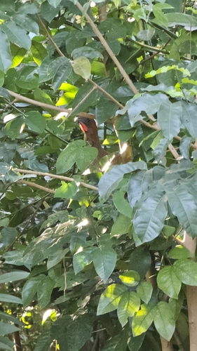 Little Chachalaca (Ortalis motmot)