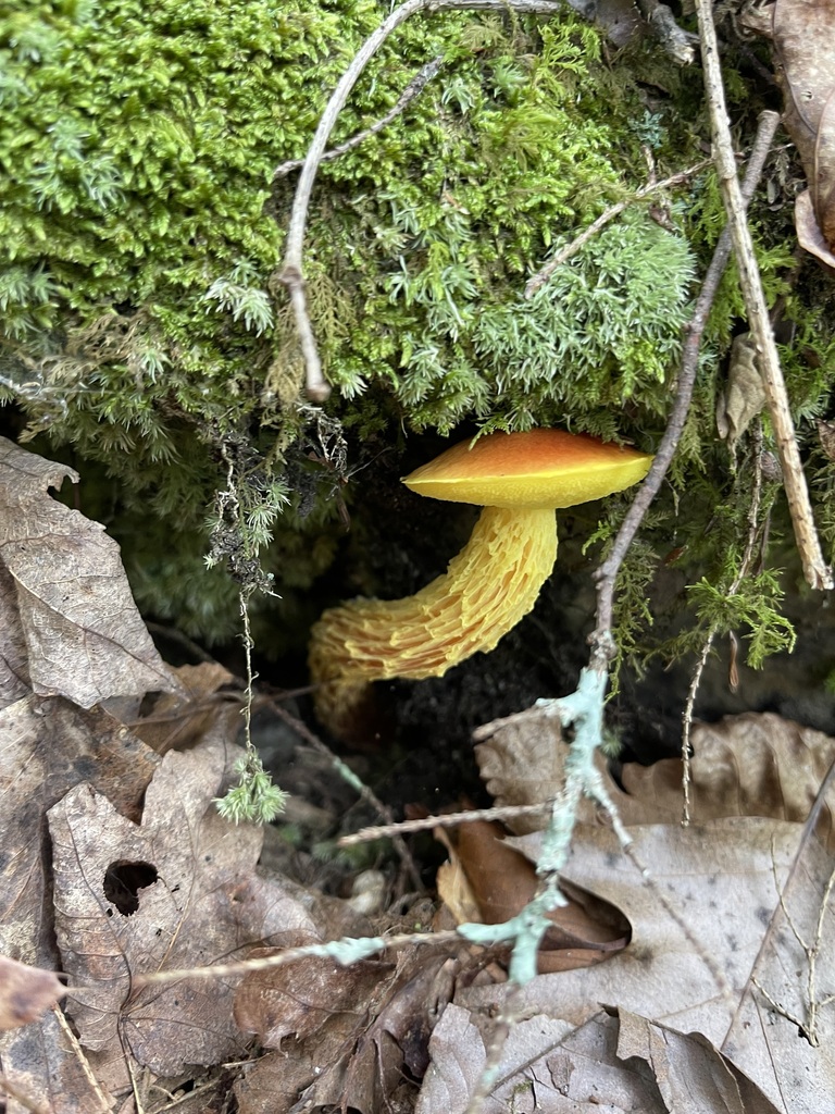 Single shaggy-stalked bolete curving beneath a vivid mossy overhang