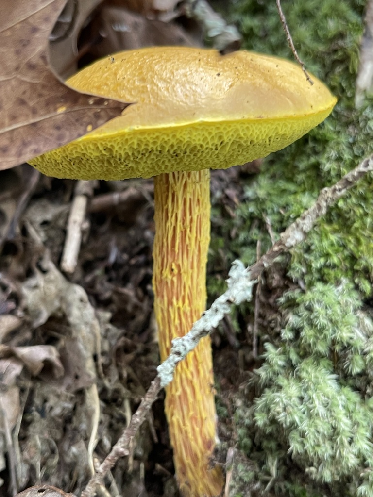 Close profile of a shaggy-stalked bolete showing its golden cap, yellow pores, and deeply textured stalk
