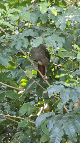 Little Chachalaca (Ortalis motmot), photo 2