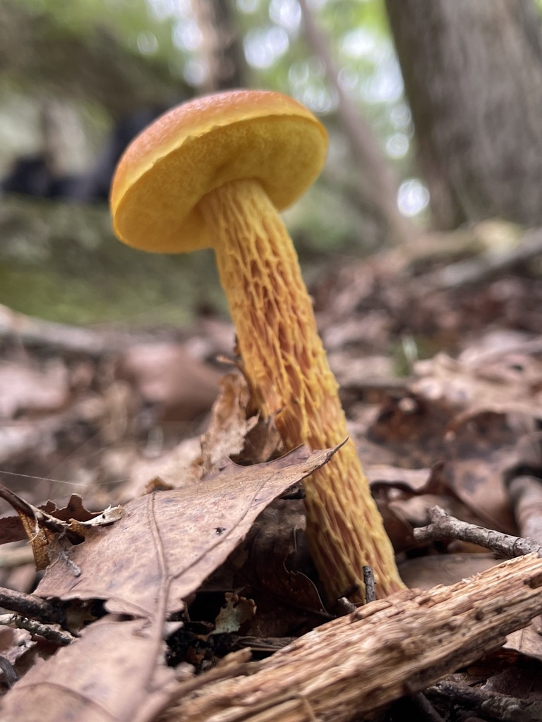 Low forest-floor view looking upward beneath a single shaggy-stalked bolete