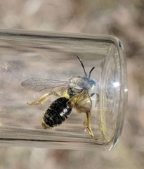 Andrena rugosa