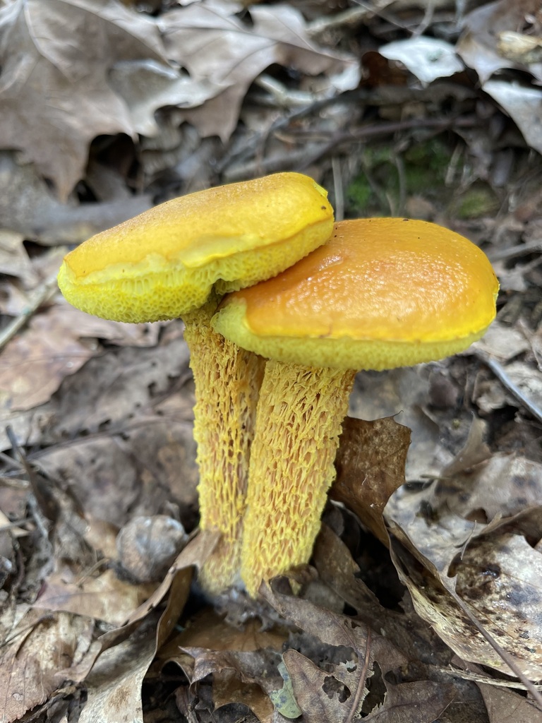 Pair of bright Shaggy-Stalked Boletes on the forest floor