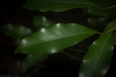 Cryptocarya bidwillii