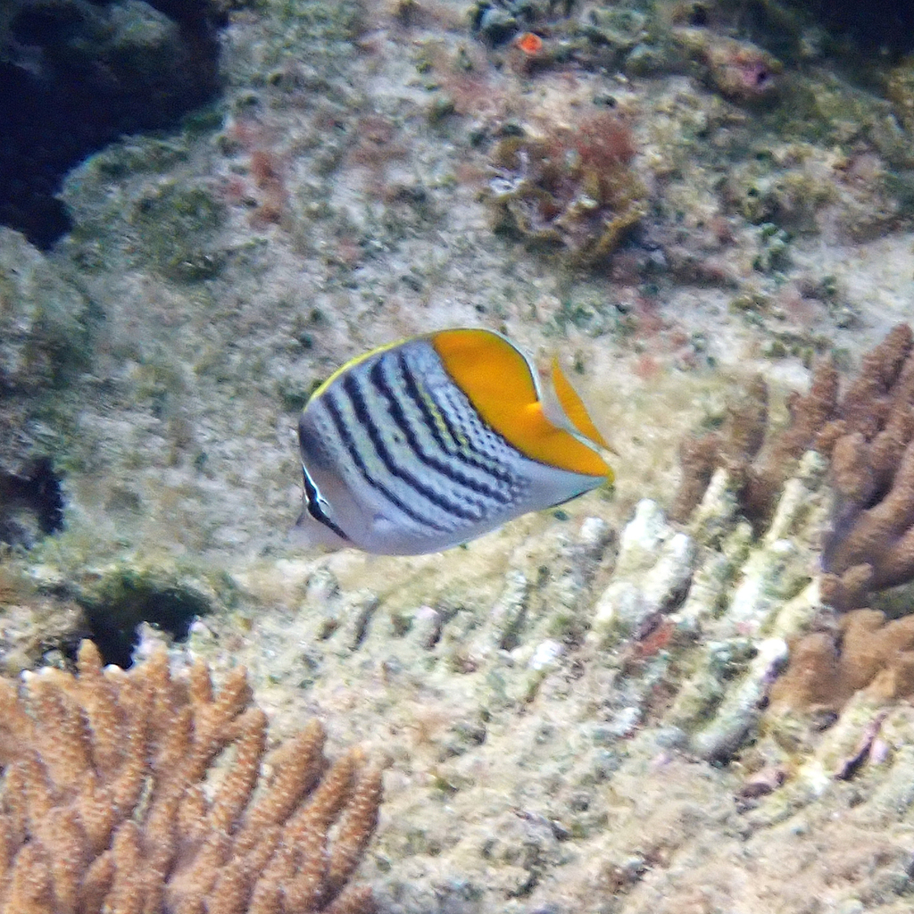 Atoll Butterflyfish
