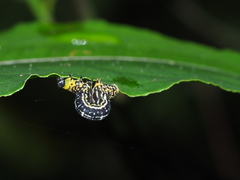 Heterolocha