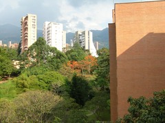 Erythrina poeppigiana, photograph (c) Luis G Restrepo, some rights reserved (CC BY)