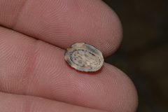 Patelloida latistrigata