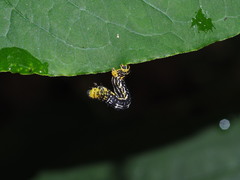 Heterolocha