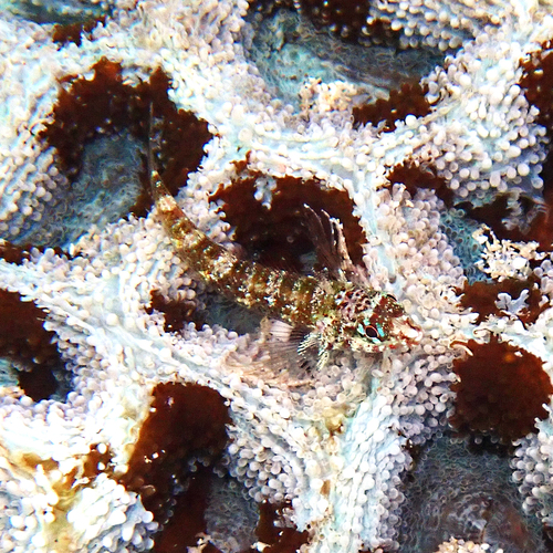 Enneapterygius rufopileus observed 2026-07-11