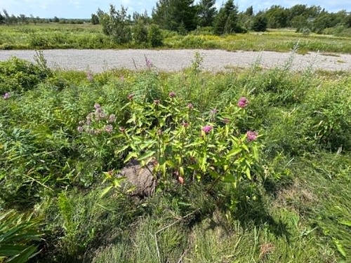 swamp milkweed