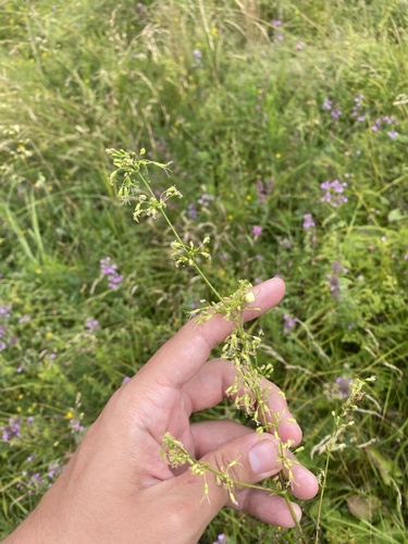 Silene densiflora, photograph 4