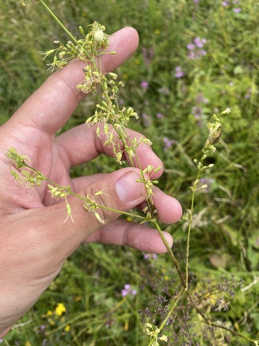 Silene densiflora, photograph 5