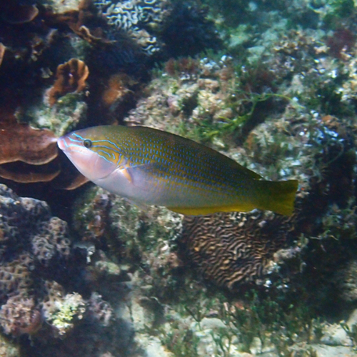 Anampses elegans observed 2026-07-12