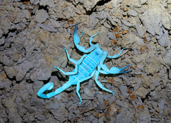 Smeringurus