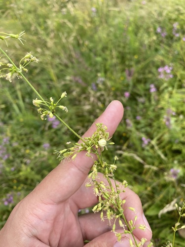 Silene densiflora, photograph 6